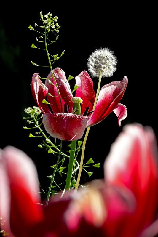 тюльпаныphoto preview