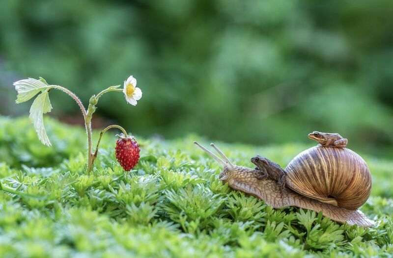 улитка, лягушка, жаба, земляника Безбилетники:)photo preview