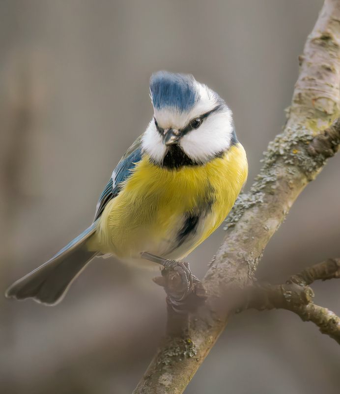 Синица лазоревка обыкновенная бёрдвотчинг птицы Стиляга!photo preview