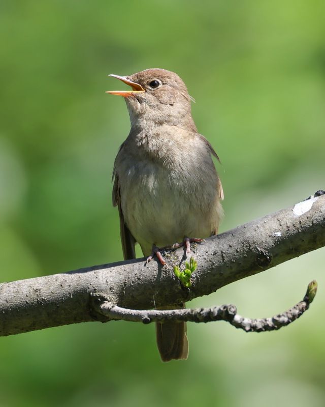 соловей, птицы Соловейphoto preview