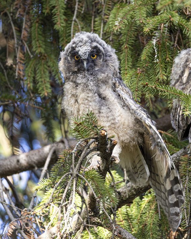 ушастая сова, совенок, совята, птицы, сова Совенокphoto preview
