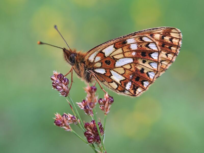 бабочка селена ***photo preview