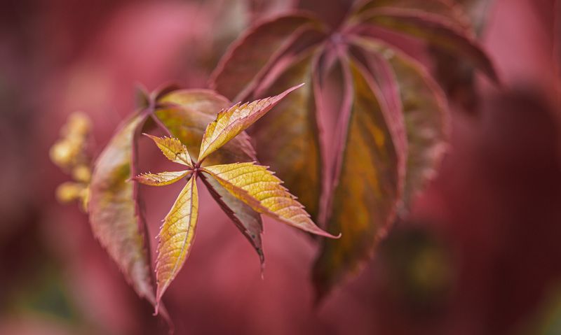 Смоленская обл. Торбеево Осенняя мозаика... фото превью