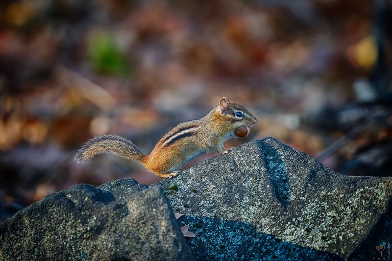 Eastern Chipmunkphoto preview