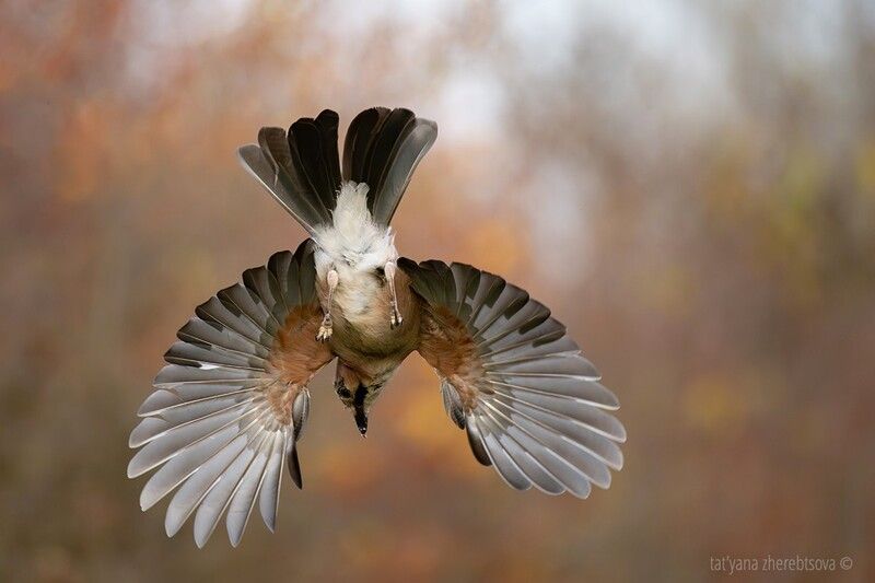 Сойка. Ракурсphoto preview