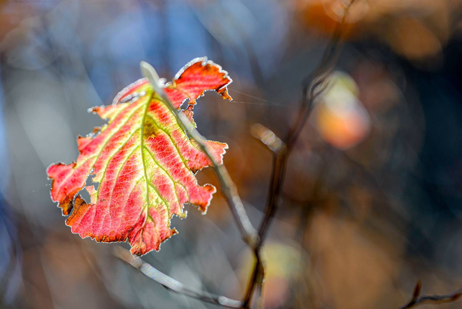 , Светослав Радков