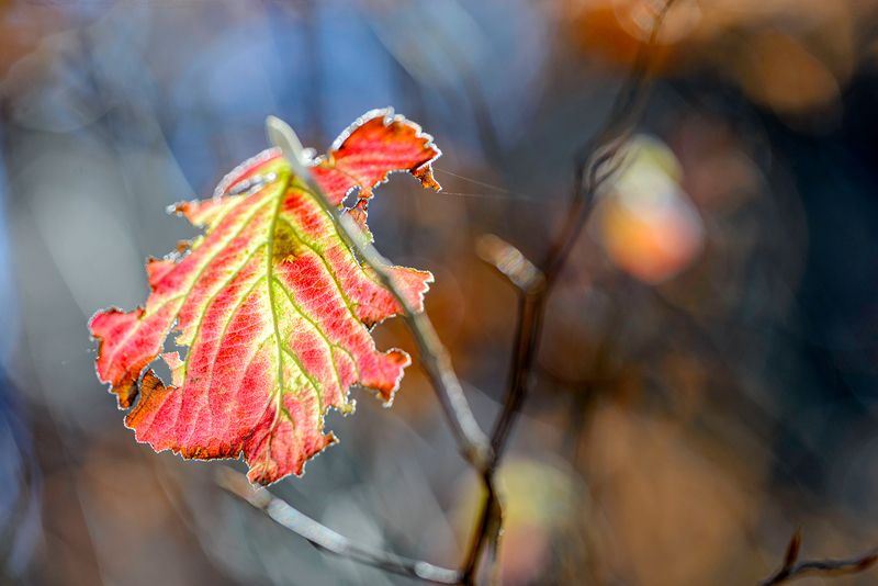 Есенphoto preview