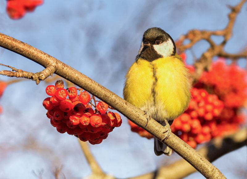 птица, синица, Синичкин день! (5 ФОТО)photo preview