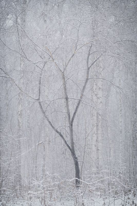 зима, лес, дерево, туман, иней, пейзаж, минимализм, одиночество, тишина, холод, поэзия, свет, атмосфера, winter, forest, tree, fog, frost, landscape, minimalism, solitude, silence, cold, poetry, light, atmosphere Дыхание тишиныphoto preview