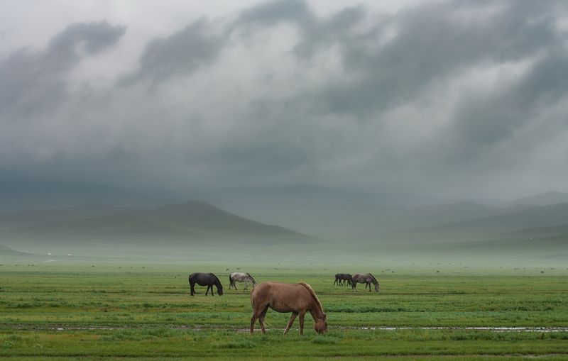 Монголия. Дождь в степиphoto preview