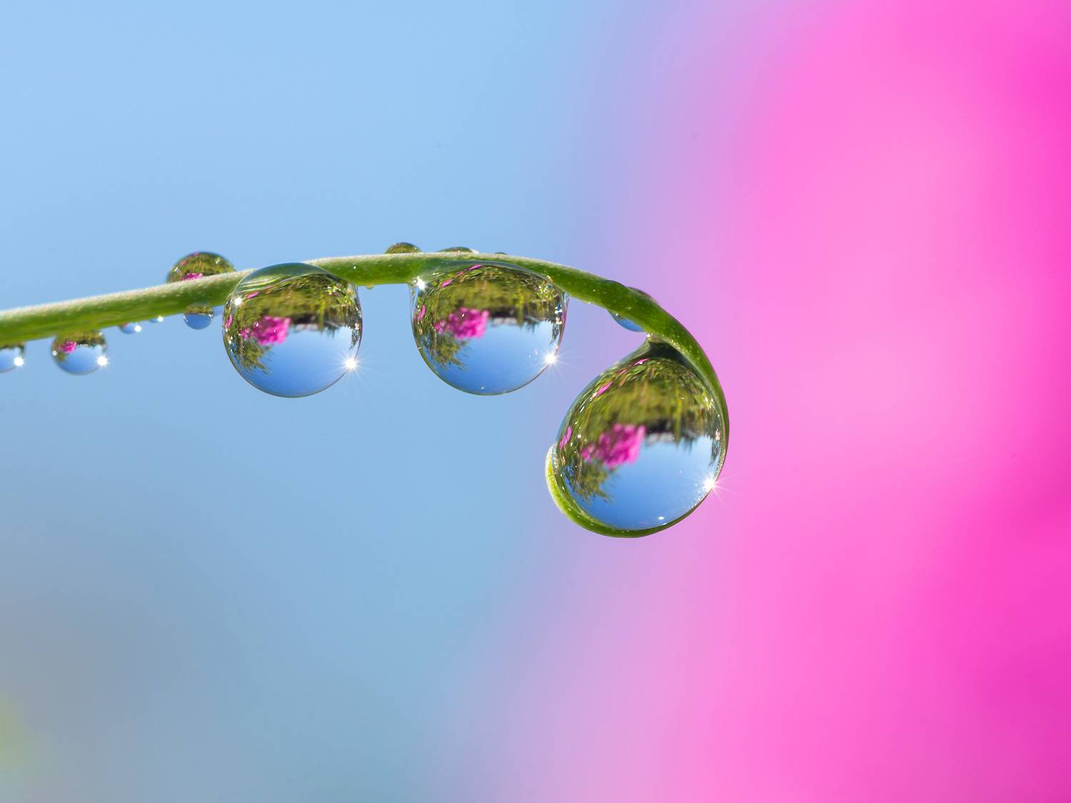 Макро в необычных тонах. Автор: Kudryavtsev Pavel макро, лето, капли, растение., Kudryavtsev Pavel