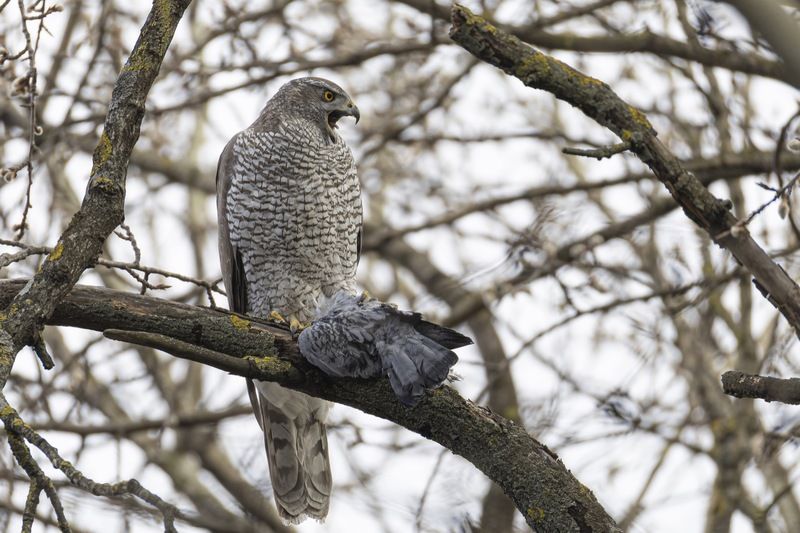 ястреб тетеревятник, ястреб, тетеревятник, птицы, ястреб-тетеревятник, хищники, хищная птица. hawk, birds, goshawk photo preview