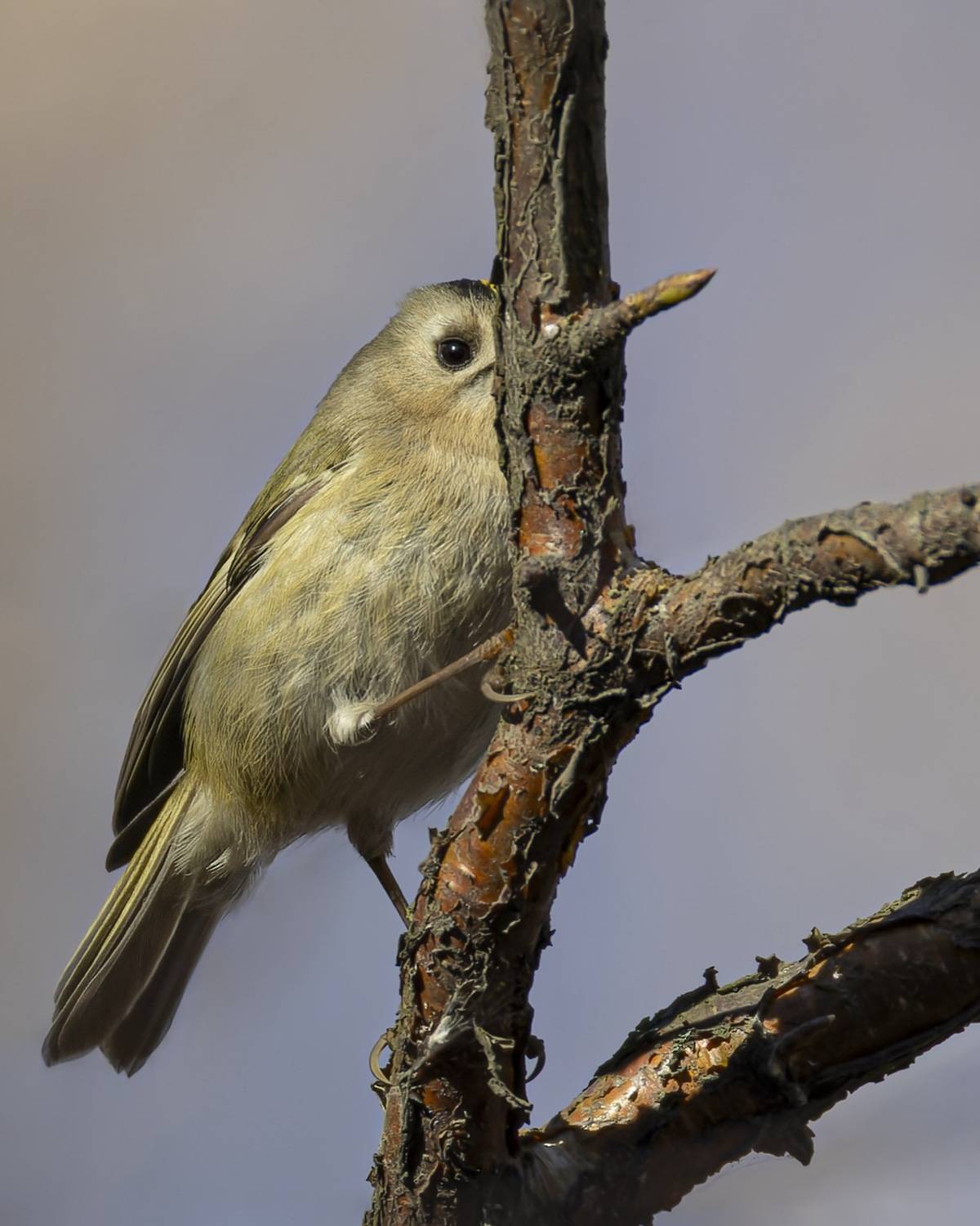 королек, желтоголовый королек, птицы, буратино, Ruslan Pl