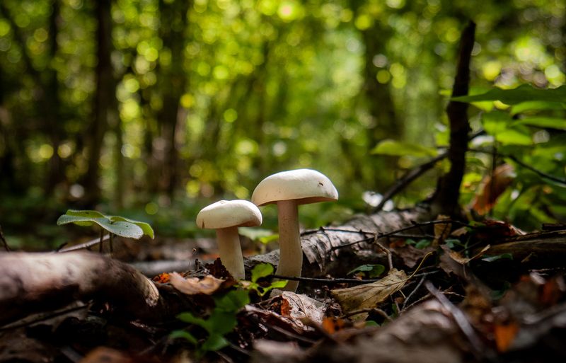 природа,без категории photo preview