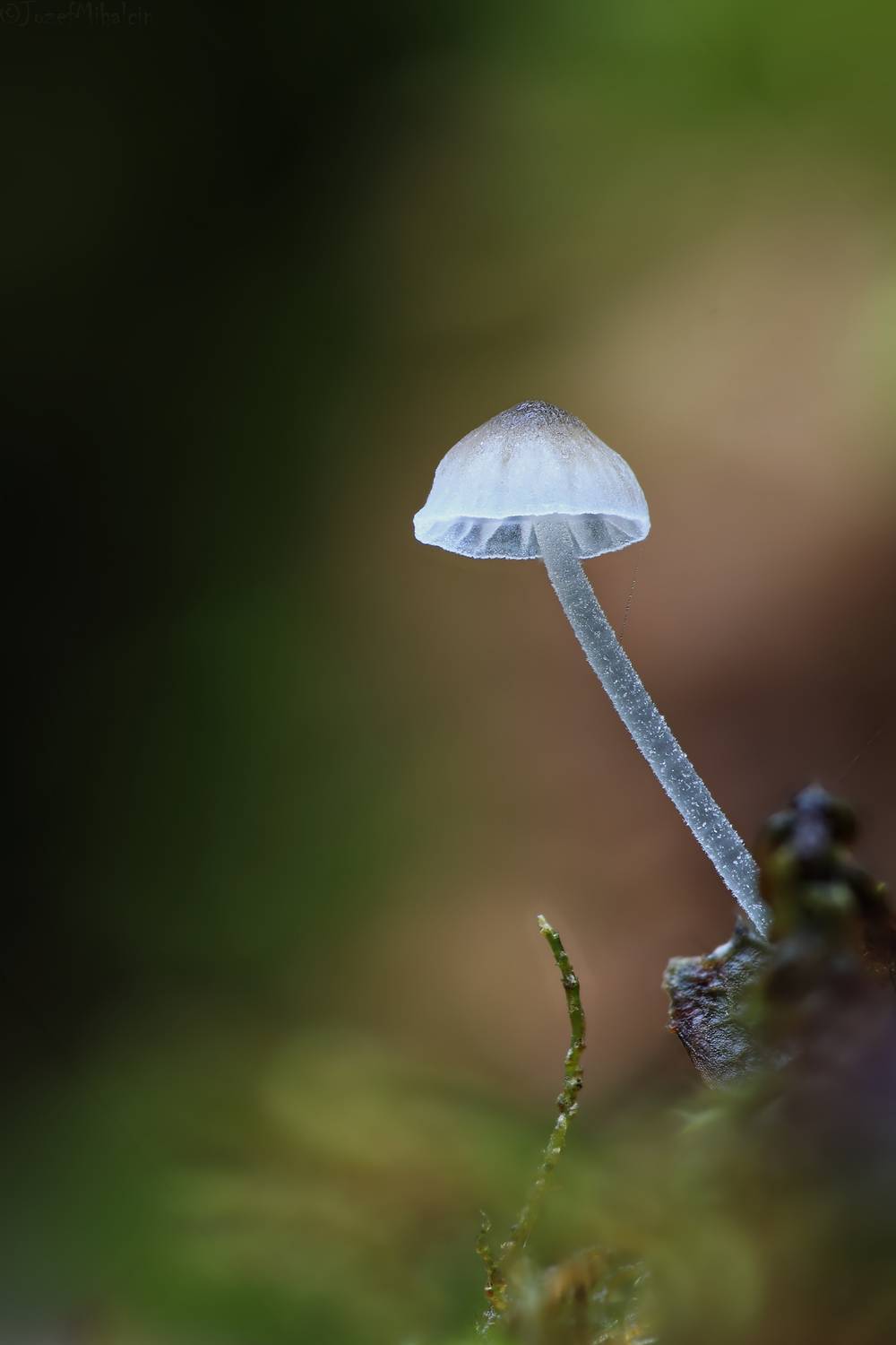 Автор: Jozef Mihalčin , Jozef Mihalčin