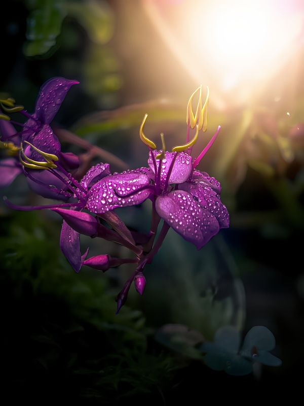 макро, macro, цветы, flower Сонерилаphoto preview