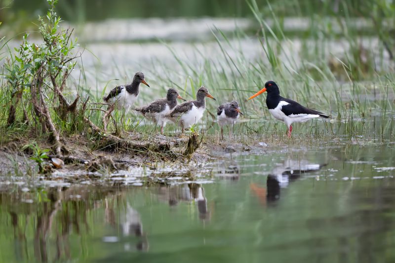 Четыре надежды)photo preview