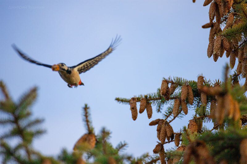Приятного аппетита! фото превью
