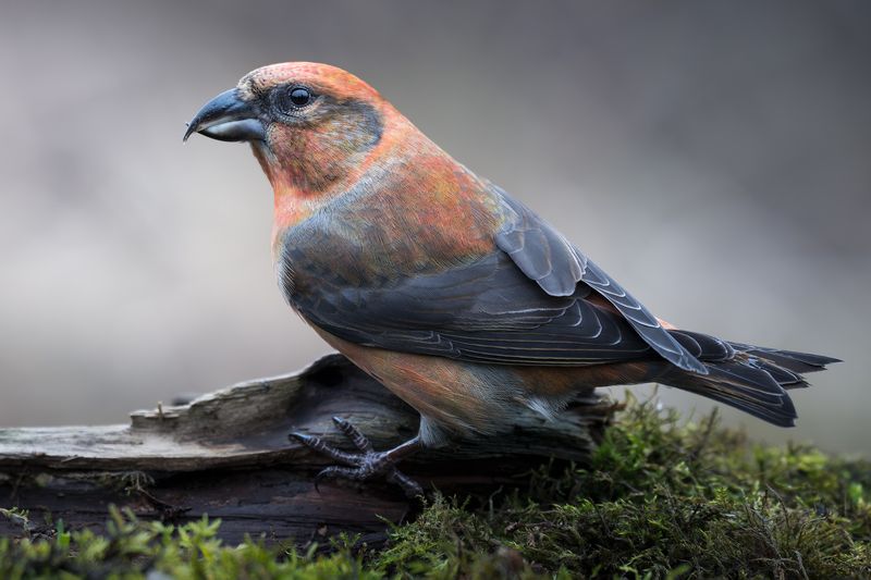 Клёст-еловик (Loxia curvirostra) photo preview