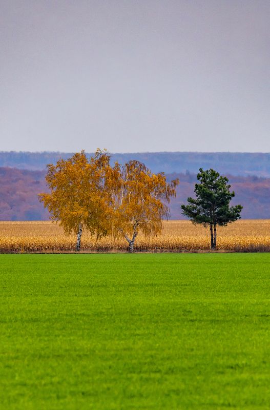 осень, минимализм, деревья, поле Осенний минимализм...photo preview