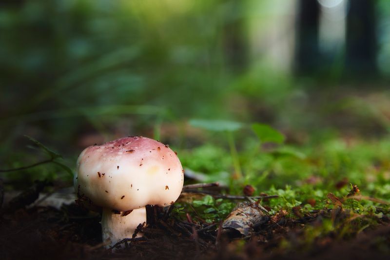 гриб, лес Грибокphoto preview