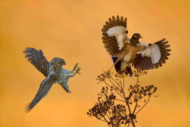 The battle  фото превью