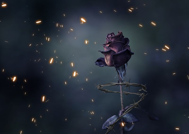 Красная роза эмблема любвиphoto preview