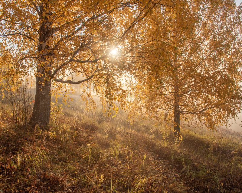 Золотой свет на Вятских берегахphoto preview
