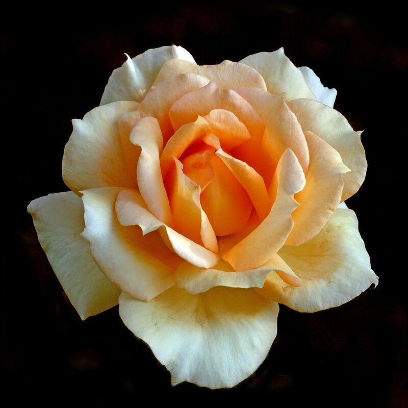 розы 15 июля в Коломенскомphoto preview