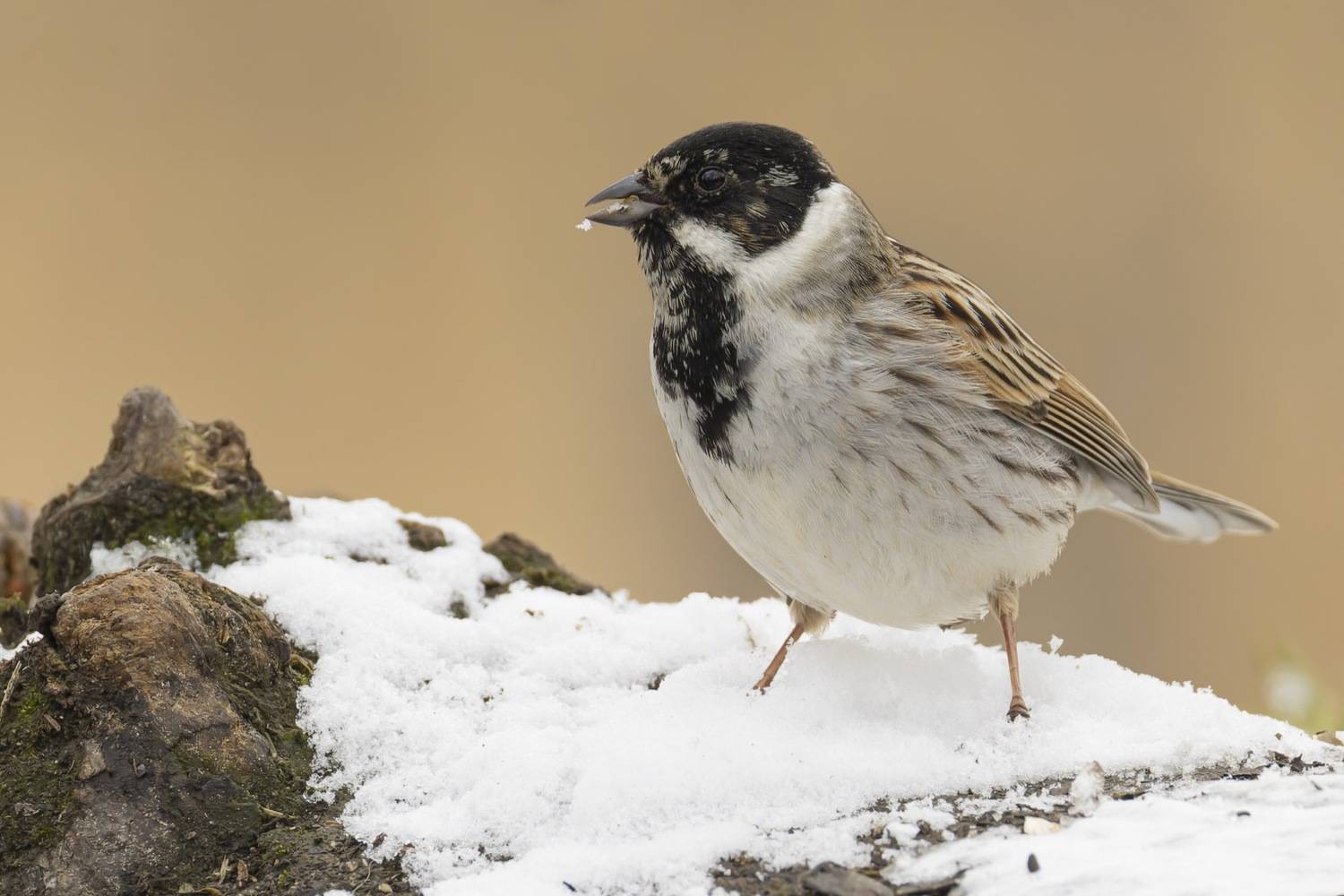 камышовая овсянка, тростниковая овсянка, камышник, овсянка, птицы, Ruslan Pl