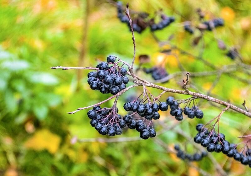 Лакомство для дроздов-рябинниковphoto preview