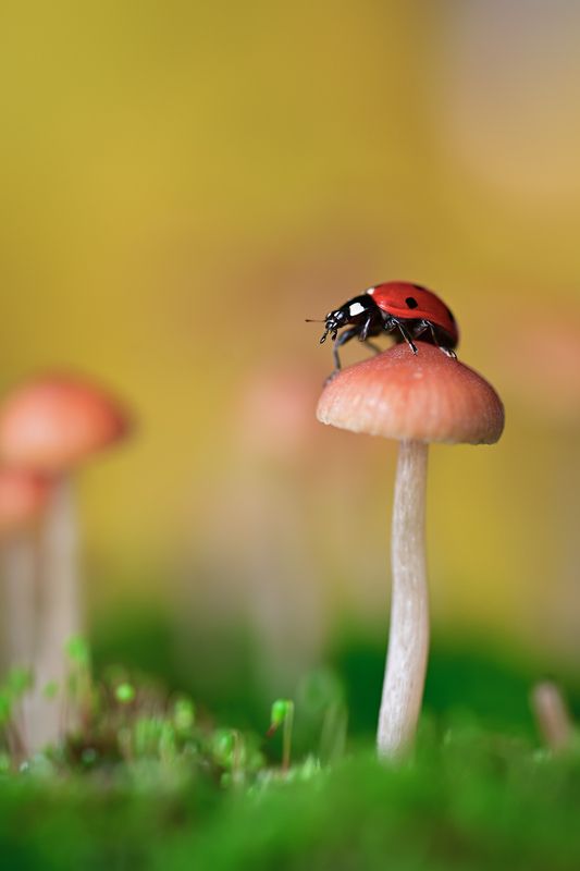 ceclii, macro  фото превью