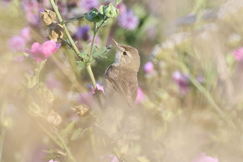 северная бормотушка, Northern Waterthrush, Parkesia noveboracensis, птица, дикая природа, bird, wild bird, птицы России, birdwatching, nature, wildlife photography, close‑up bird Северная бормотушка / Northern Waterthrush / Parkesia noveboracensisphoto preview