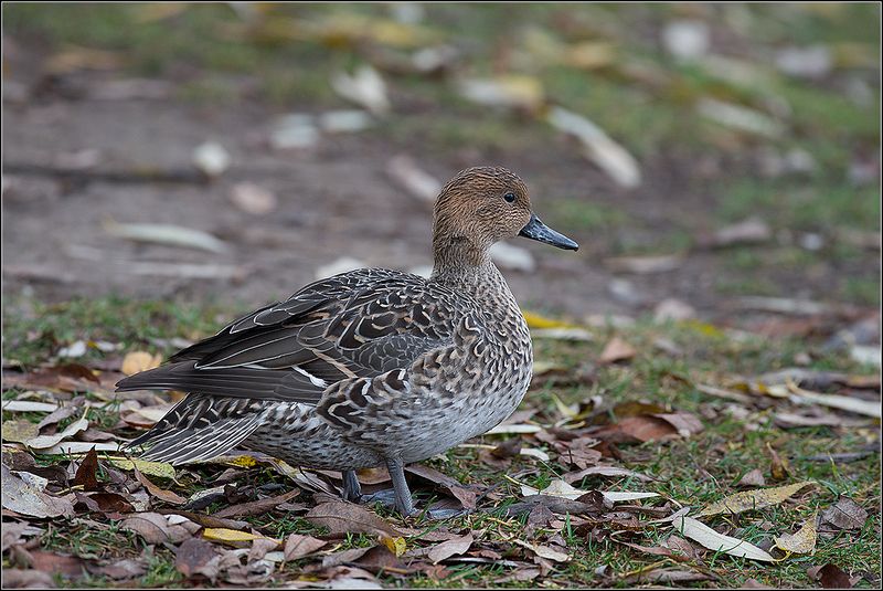 москва, ноябрь, парк, птица Шилохвостьphoto preview