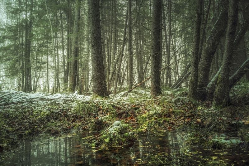 В краю кикиморphoto preview