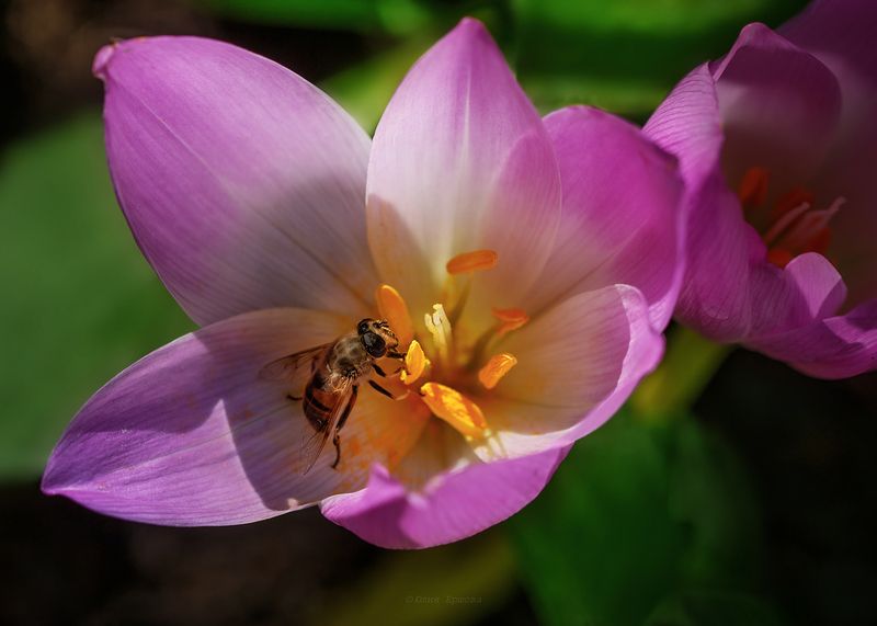 безввременник, муха, журчалка, макро, macro В безвременьиphoto preview