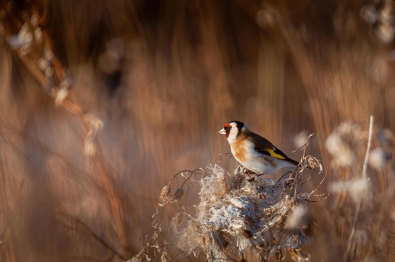 щегол, птица щегол фото превью