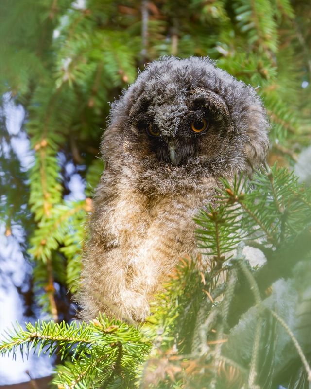ушастая сова, совенок, совята, птицы, сова photo preview