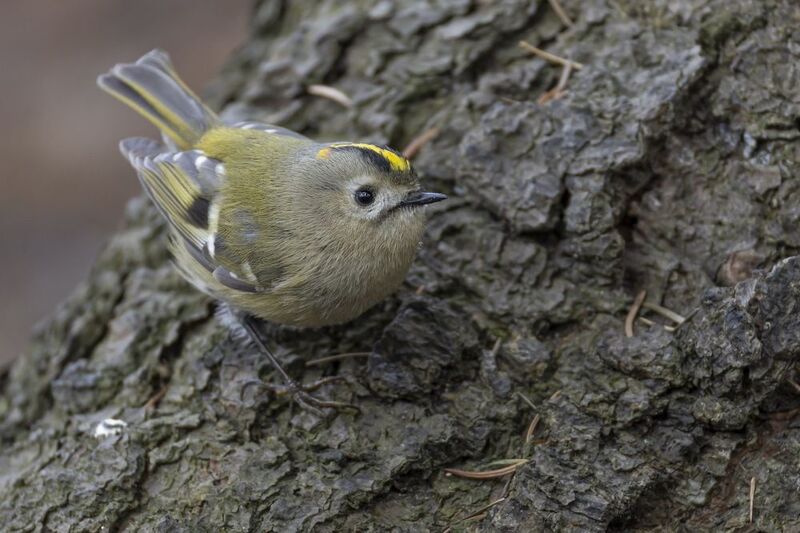 королек, желтоголовый королек, птицы photo preview