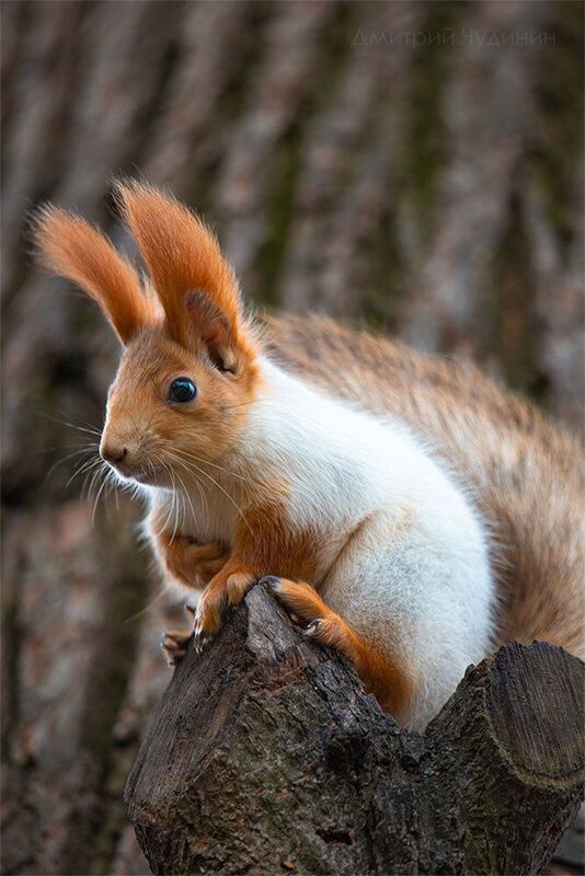 Вот тут урчит! фото превью