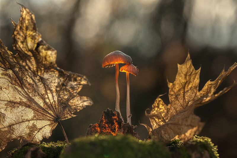 осень, лес, грибы, макро photo preview