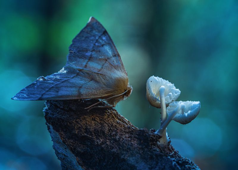осень, лес, бабочка, грибы, макро Лесные историиphoto preview
