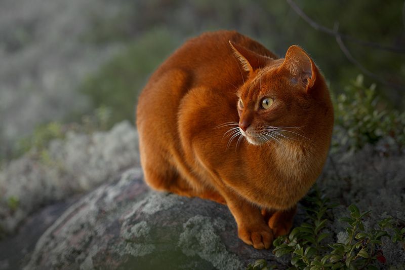 Абиссинский хищникphoto preview