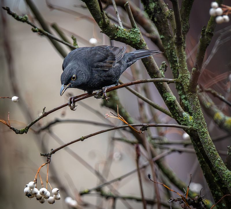 Этюд с черным дроздомphoto preview