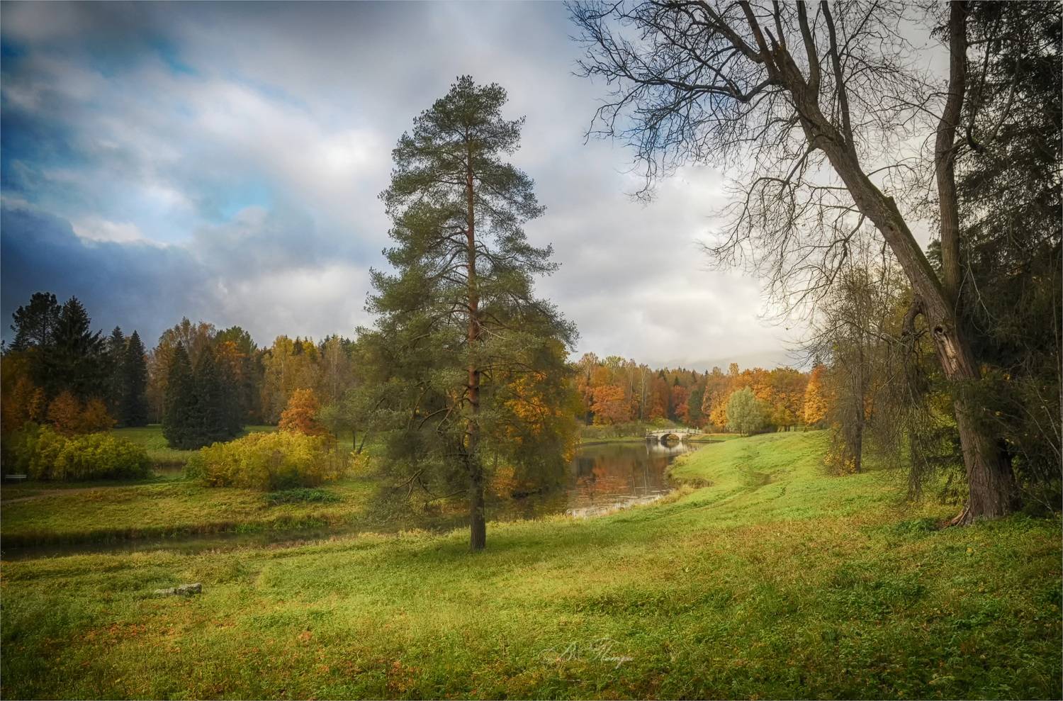 сосна речка деревья мостик, Вера Петри
