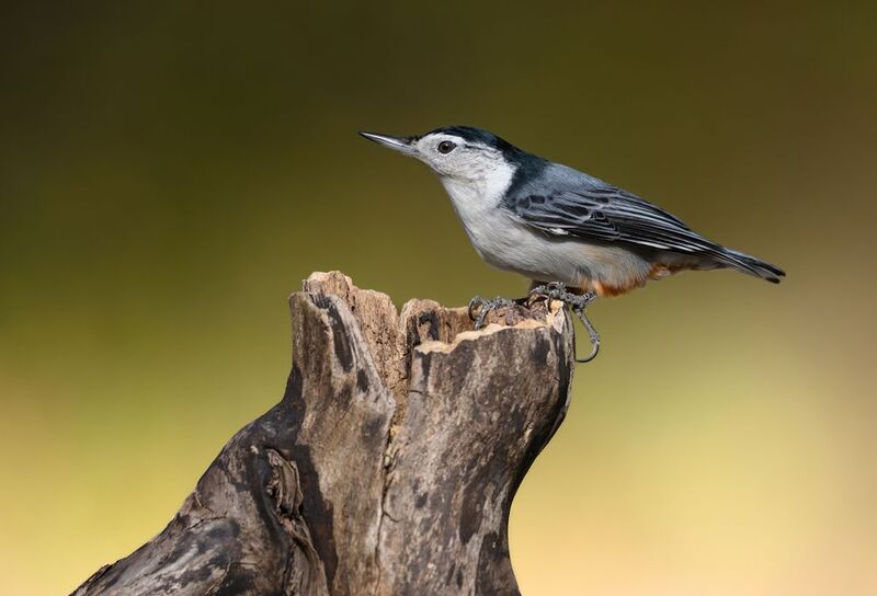 White-breasted nuthatchphoto preview