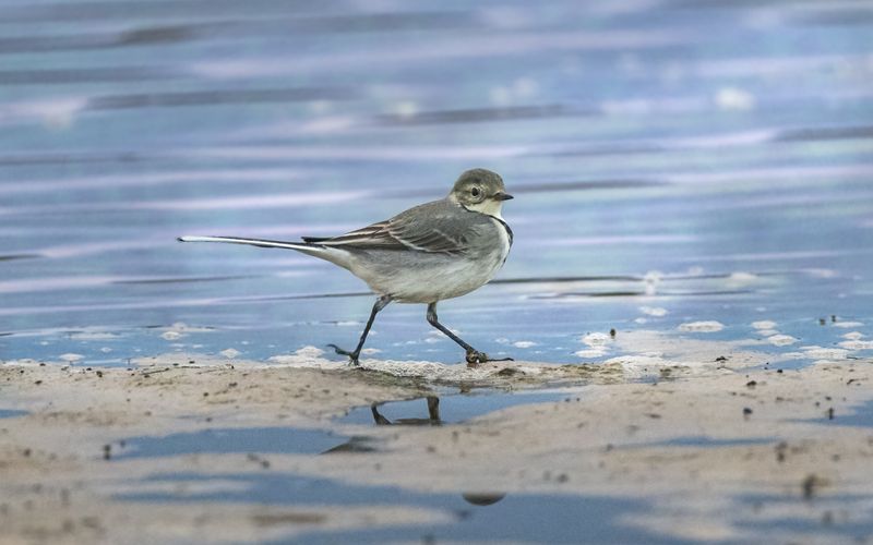 белая трясогузка, white wagtail, Motacilla alba, птица, дикая природа, bird, wild bird, птицы России, birdwatching, nature, wildlife photography, close-up bird Белая трясогузка / White Wagtail / Motacilla albaphoto preview