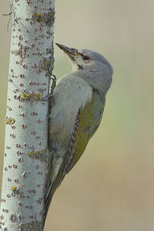 седой дятел,  picus canus, Седой дятелphoto preview