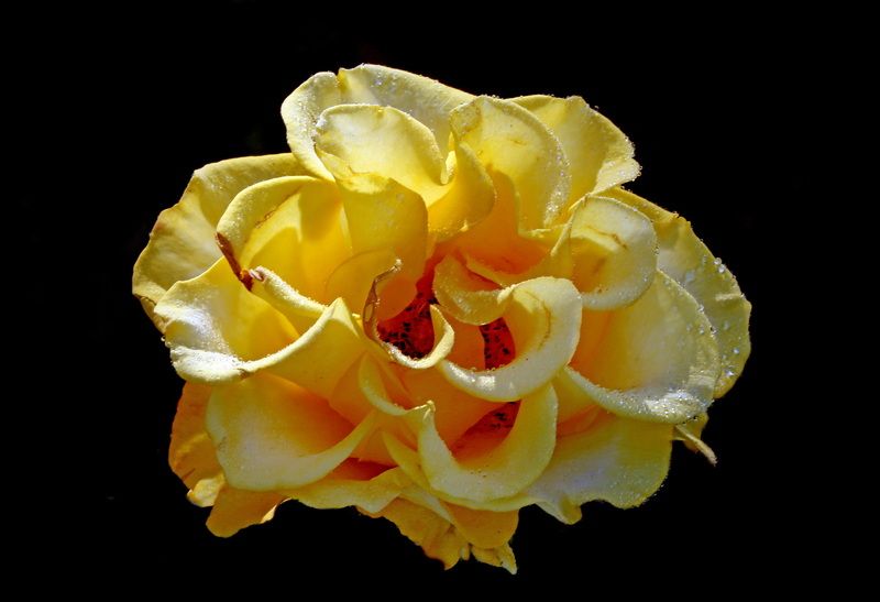 розы 15 июля в Коломенскомphoto preview