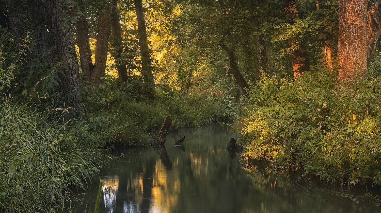 Лесная гармония. Автор: Silyavin Nikita , Silyavin Nikita